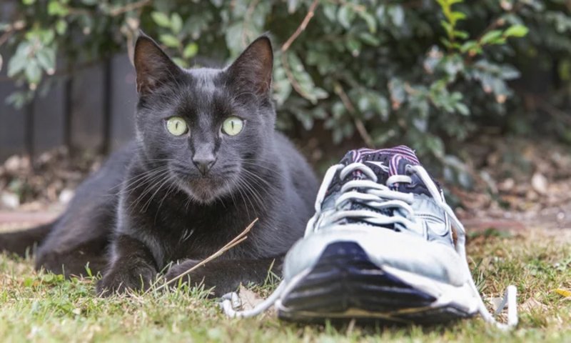 Dusty the kleptomaniac cat