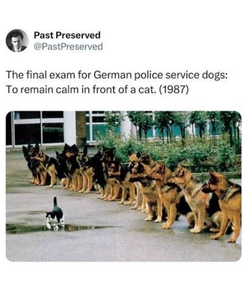 Cat described as a police-dog training distraction