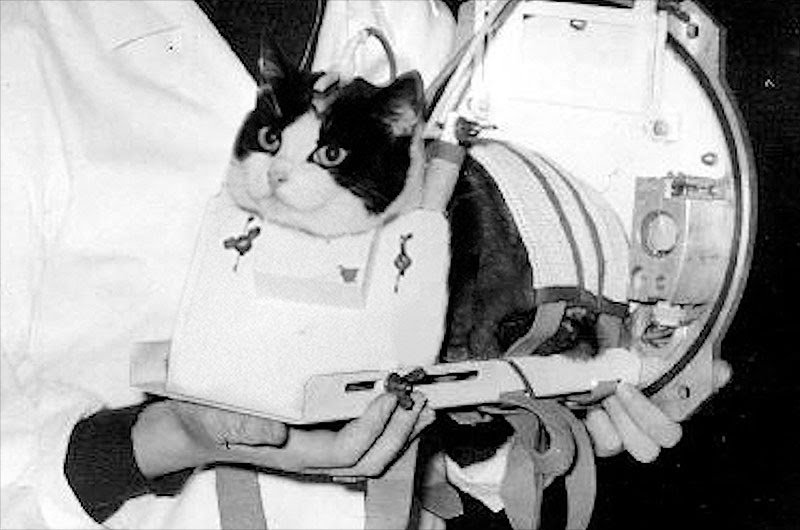 Félicette, the first cat to travel into space