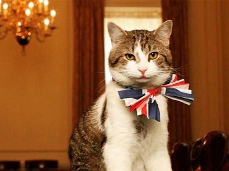 Working cat serving as a mouser