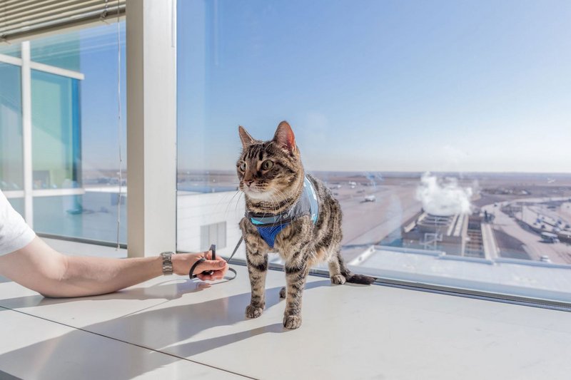 Xeli, therapy cat at Denver International Airport
