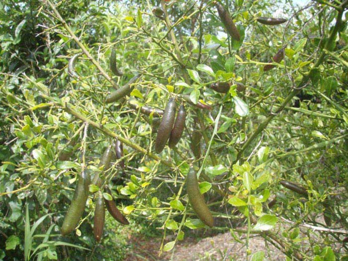 Finger lime