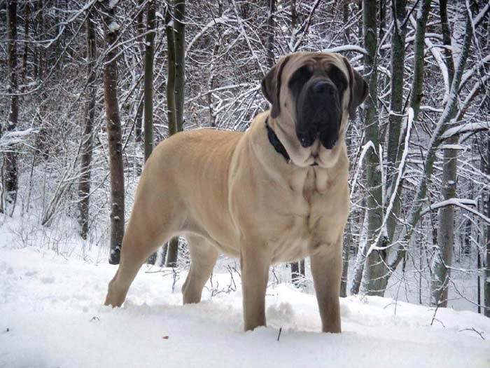 English Mastiff
