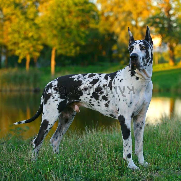 Great Dane
