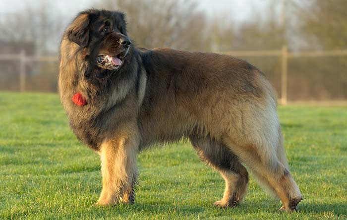 Leonberger
