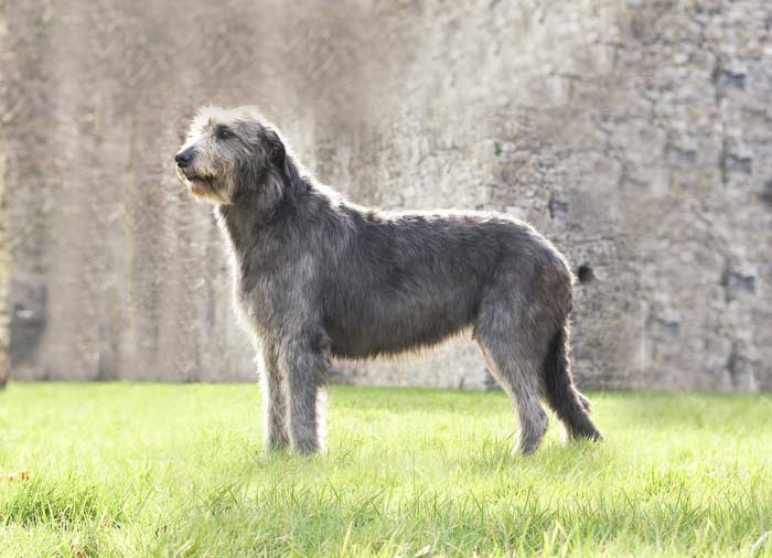 Irish Wolfhound