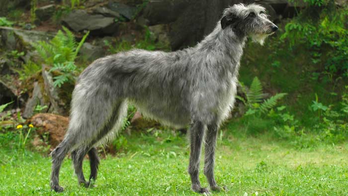 Scottish Deerhound