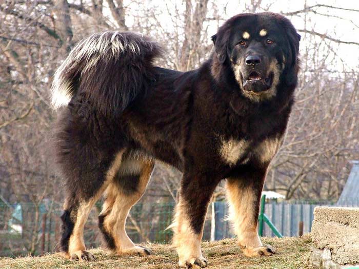Tibetan Mastiff