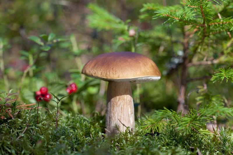 Porcini