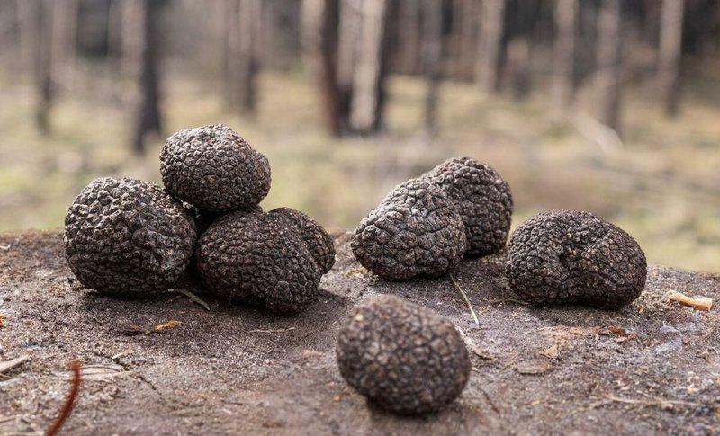 Truffle