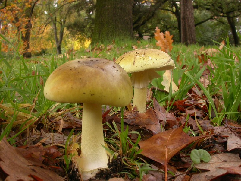 Death cap