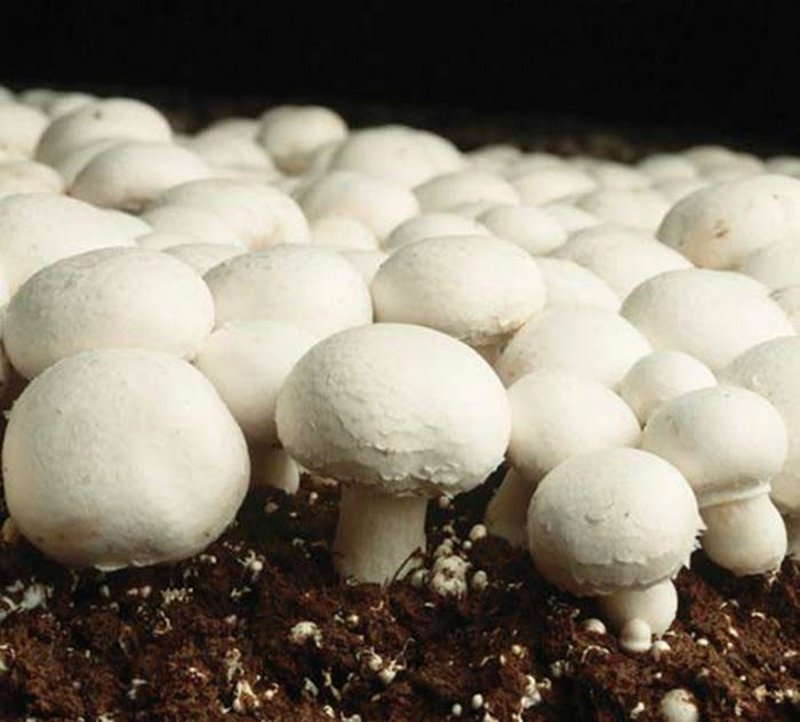 Button mushroom