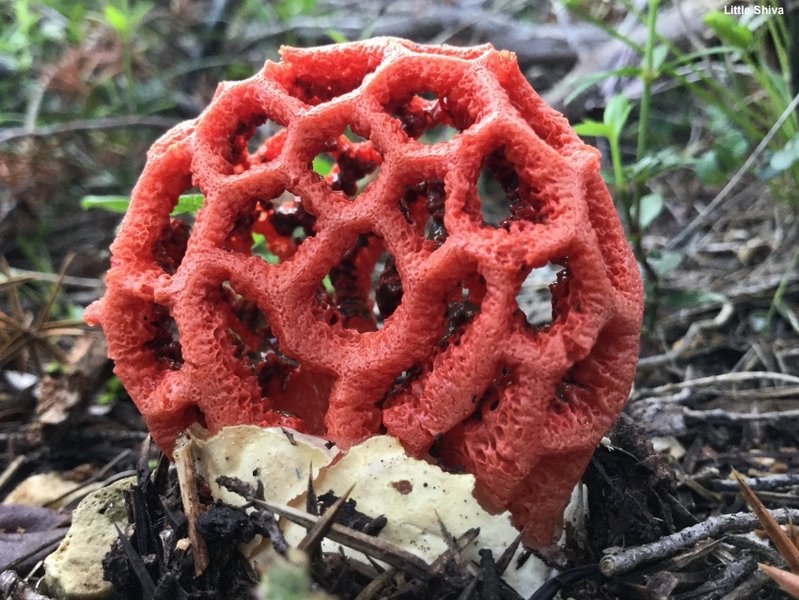 Stinkhorn