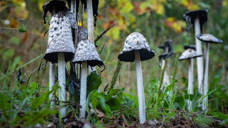 Ink cap
