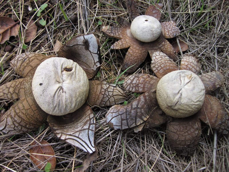 Earthstar