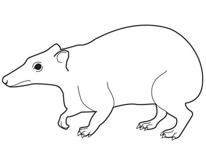 Eritherium