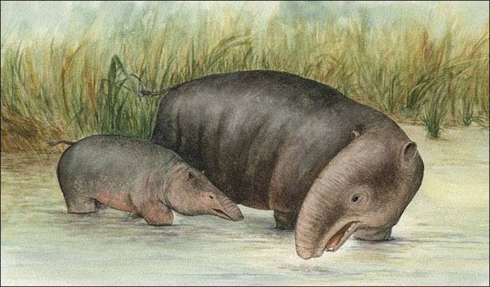 Moeritherium Moeritherium