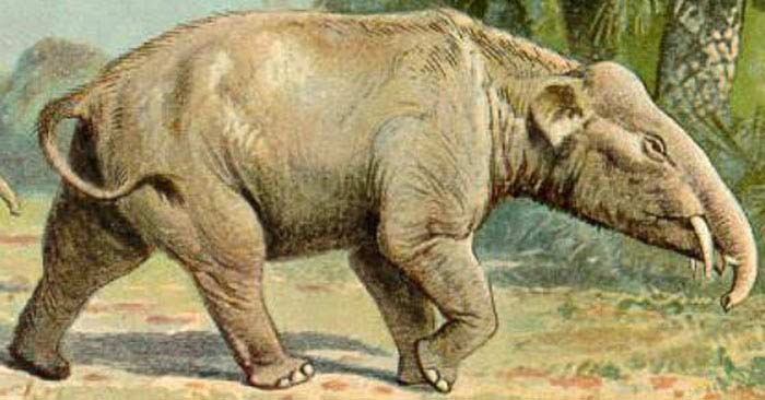 Palaeomastodons Palaeomastodons