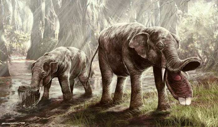 Platybelodon Platybelodon