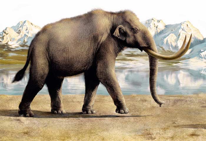 Primelephas Primelephas