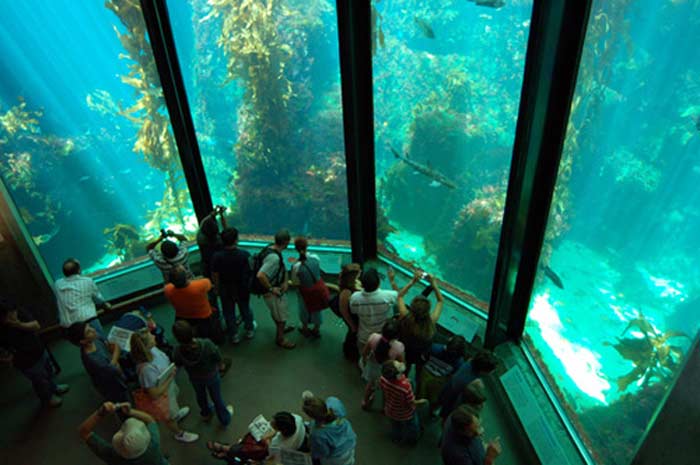 Monterey Bay Aquarium