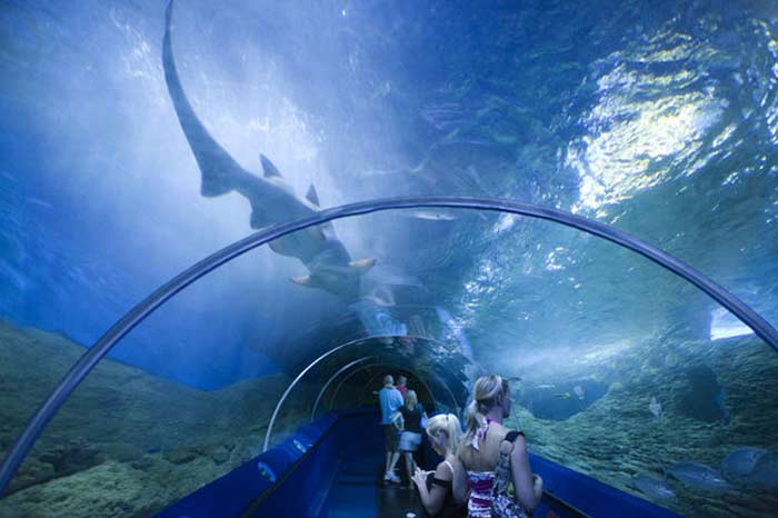 Aquarium of Western Australia