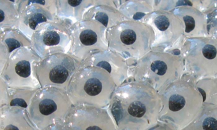 Frog eggs