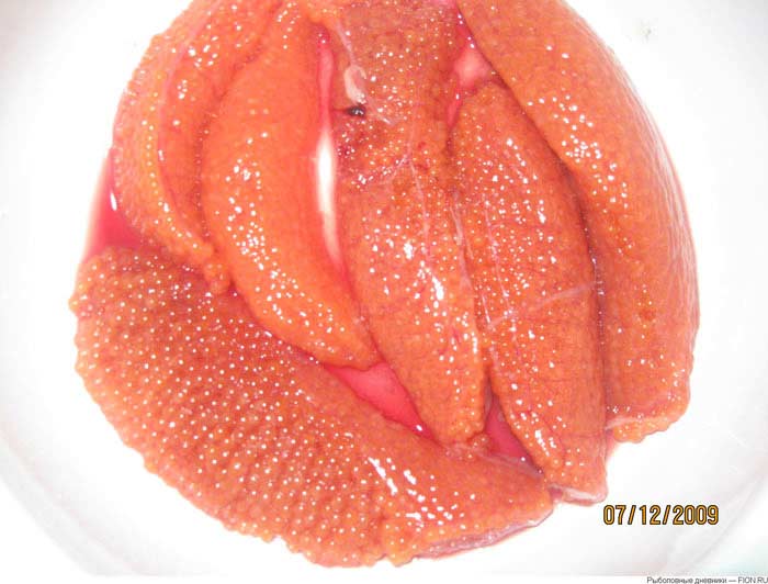 Trout roe