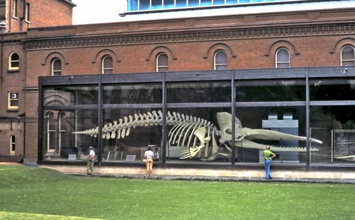 Western Australian Museum