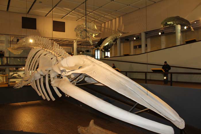 Iziko South African Museum