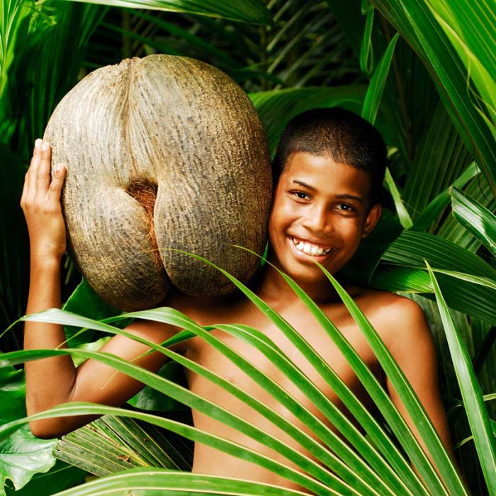 coco de mer