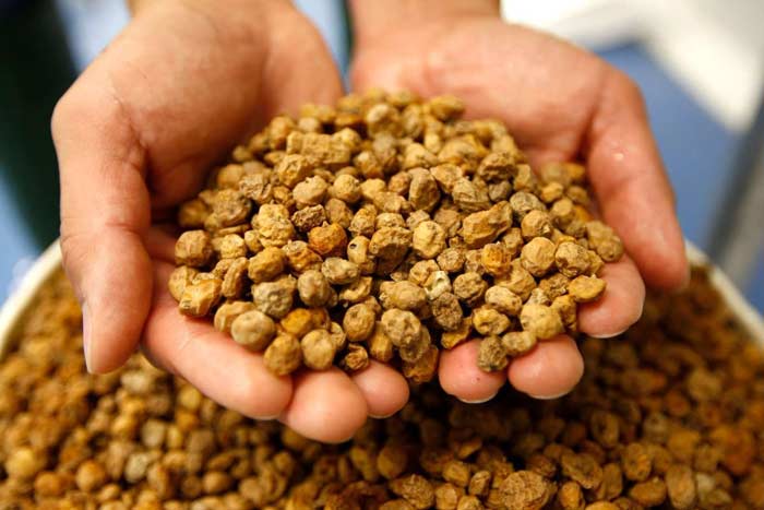 tiger nut