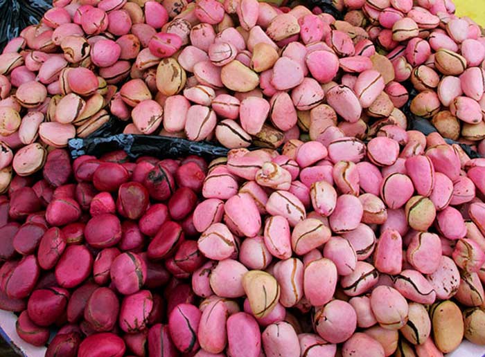 kola nut