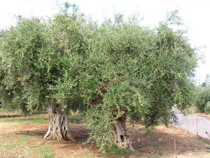 11 million hectares of olive groves
