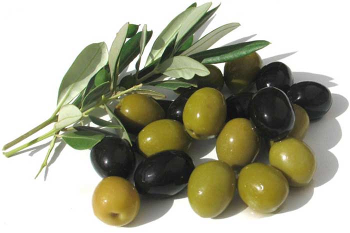 Raw olives are extremely bitter
