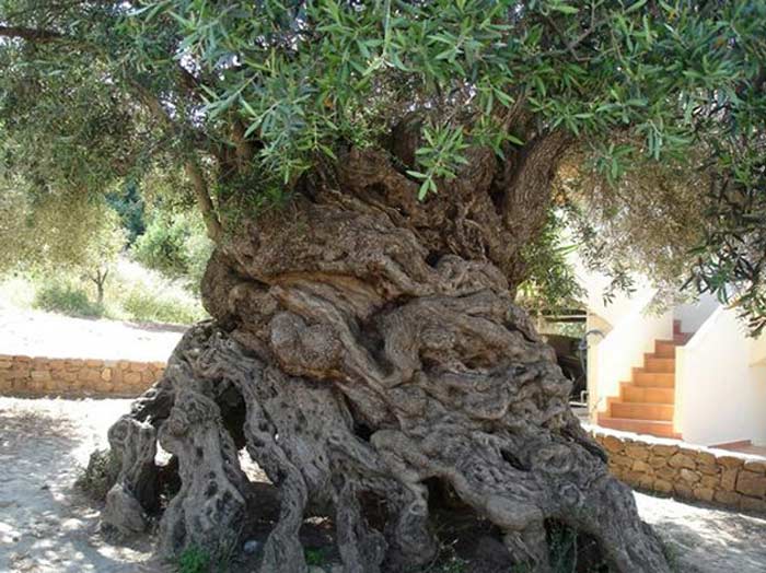 Olive trees can live for centuries