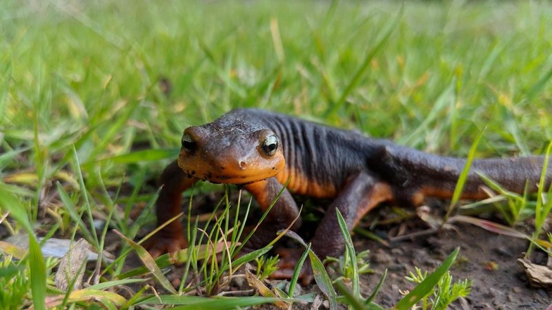 Newts used in space biology research