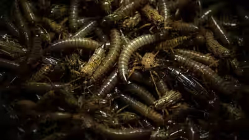 Mealworms used in space biology experiments